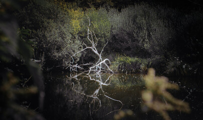 spider web with dew drops