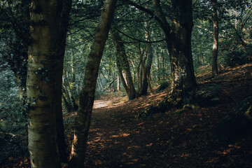 Naklejka premium forest in autumn