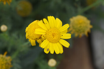 Bright Yellow Crown Daisy, Close-up of a Bright yellow crown daisy flower, blooming in nature, Close-up shot of beautiful yellow Crown Daisy flower (Chrysanthemum coronarium), Crown Daisy,