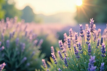 Fototapeta premium Dreamy, hazy view; wild grasses & lavender in soft focus , detail, wild, day