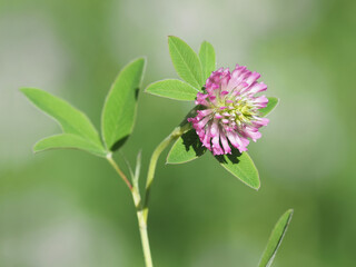 The zigzag clover plant with pink flower, Trifolium medium