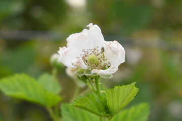 Blackberry flowers blooming in the garden, Beautiful in spring bloom garden. Blackberry bush with white flowers, Blossoming blackberry bush and bee, sunny spring day, Chakwal, Punjab, Pakistan