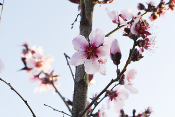 Beautiful Pink Peach Blossoms in a Garden, Pink Peach Flowers Blooming on Peach Tree, Beautiful peach flowers close up - as background, Flowering branch of fruit flower closeup