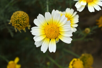 Naklejka premium White Yellow Crown Daisy, Close-up of a white and yellow crown daisy flower, blooming in nature, Close-up shot of beautiful White yellow Crown Daisy flower (Chrysanthemum coronarium), Crown Daisy,