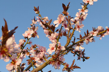 Beautiful Pink Peach Blossoms in a Garden, Pink Peach Flowers Blooming on Peach Tree, Beautiful peach flowers close up - as background, Flowering branch of fruit flower closeup