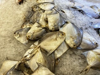 Naklejka premium Assorted fresh fish, including pomfret, displayed on ice at a market.