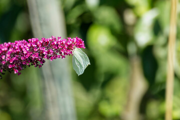 Common brimstone butterfly (Gonepteryx rhamni) perched on summer lilac in Zurich, Switzerland