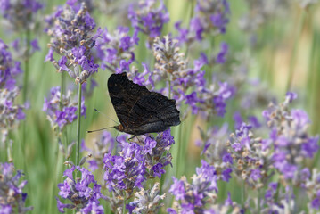European peacock butterfly (Aglais io) perched on lavender in Zurich, Switzerland