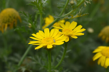 Bright Yellow Crown Daisy, Close-up of a Bright yellow crown daisy flower, blooming in nature, Close-up shot of beautiful yellow Crown Daisy flower (Chrysanthemum coronarium), Crown Daisy,