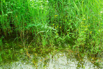 The sidewalks, plants, and floating lotus leaves on the riverbanks of urban parks