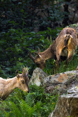 young ibex in the Gesso Valley in the Italian Piedmont
