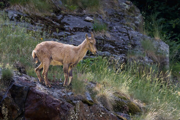 young ibex in the Gesso Valley in the Italian Piedmont