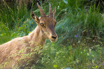 young ibex in the Gesso Valley in the Italian Piedmont