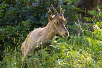 young ibex in the Gesso Valley in the Italian Piedmont