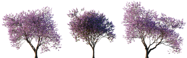 Jacaranda Trees with Purple Blossom in Full Bloom Isolated on Transparent Background