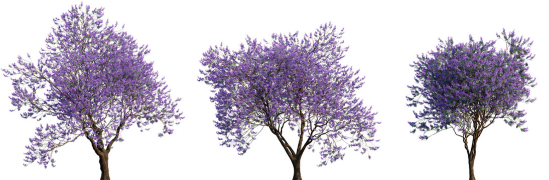 Jacaranda Trees with Purple Blossom in Full Bloom Isolated on Transparent Background