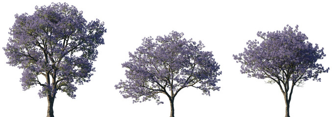 Jacaranda Trees with Purple Blossom in Full Bloom Isolated on Transparent Background