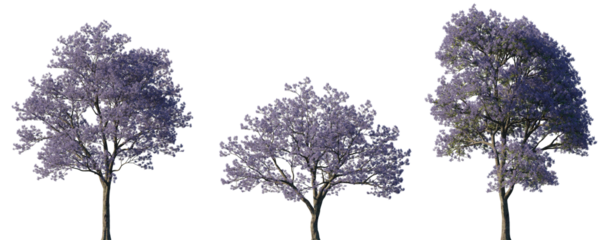 Jacaranda Trees with Purple Blossom in Full Bloom Isolated on Transparent Background