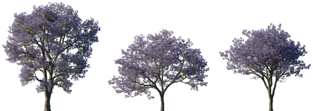 Jacaranda Trees with Purple Blossom in Full Bloom Isolated on Transparent Background