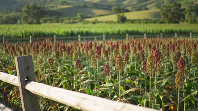 Field of sorghum and corn crops with wooden fence in rural farmland scenic landscape view farm agriculture video 4k