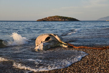 A dead cow on the beach, the death of a cow in the Mediterranean, Algeria, farm animals in Africa,...