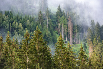 Foggy summer morning in the Alps. Scenic fog in spruce forest on mountain slopes. Trees on the mountain hills after the rain.