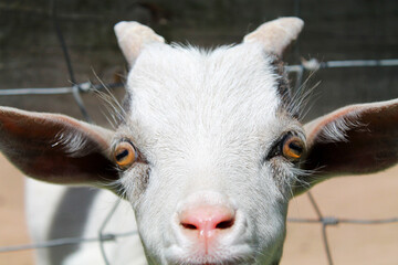 Close-up of a curious goat with golden eyes and a pink nose staring directly into the camera. Shot...