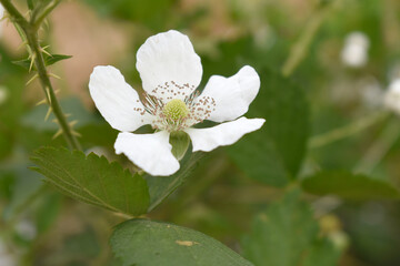 Blackberry flowers blooming in the garden, Beautiful in spring bloom garden. Blackberry bush with white flowers, Blossoming blackberry bush and bee, sunny spring day, Chakwal, Punjab, Pakistan