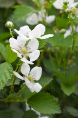 Blackberry flowers blooming in the garden, Beautiful in spring bloom garden. Blackberry bush with white flowers, Blossoming blackberry bush and bee, sunny spring day, Chakwal, Punjab, Pakistan
