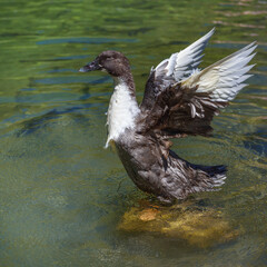 A duck with vibrant plumage spreads its wings wide, poised above shimmering water, creating a dynamic and lively scene.