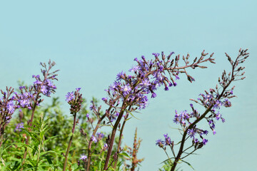 Cicerbita alpina flower against the backdrop of a mountain lake, close up
