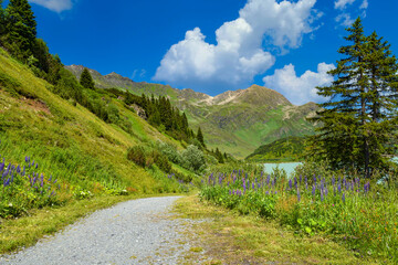 Summer mountain landscape with a path and blue lupines and blue sky with clouds. Location place Alps, Europe.