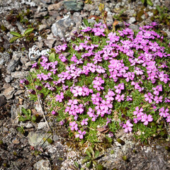 Silene acaulis, herbaceous plant, perennial that grows in mountain environments, it forms small, rounded pillows
