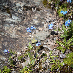 Alpine forget me not flowers (Myosotis alpestris), perennial, flowering plant. Wld plant blooming in summer on the alpine slopes
