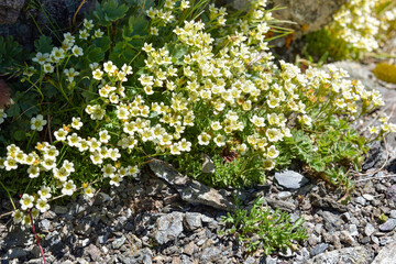 White saxifrage (Saxifraga exarata) on rockery mountain. Wild flowers in Alps.