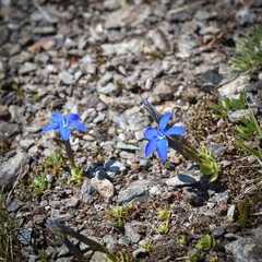 Short-leaved Gentian (Gentiana brachyphylla), beautiful blue flower from high-altitude Alps