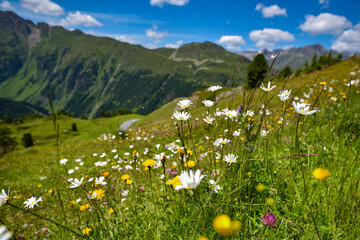Beautiful flowering alpine meadows in the background mountains and sky with clouds