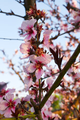 Beautiful Pink Peach Blossoms in a Garden, Pink Peach Flowers Blooming on Peach Tree, Beautiful peach flowers close up - as background, Flowering branch of fruit flower closeup