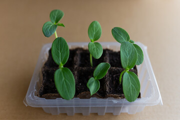 young seedlings grow in a peat pot before being planted in a garden plot. tomato and cucumber...