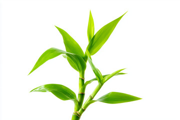 Selective focus bamboo shoot isolated on white background.