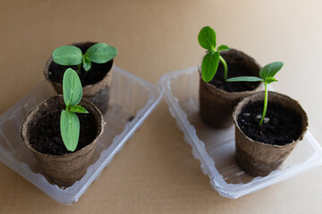 young seedlings grow in a peat pot before being planted in a garden plot. tomato and cucumber...