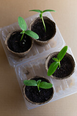 young seedlings grow in a peat pot before being planted in a garden plot. tomato and cucumber sprouts in a pot on a cardboard background are warming in the sun. the work of an agronomist in the spring
