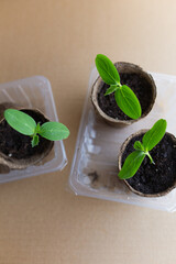 young seedlings grow in a peat pot before being planted in a garden plot. tomato and cucumber sprouts in a pot on a cardboard background are warming in the sun. the work of an agronomist in the spring