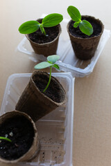 young seedlings grow in a peat pot before being planted in a garden plot. tomato and cucumber sprouts in a pot on a cardboard background are warming in the sun. the work of an agronomist in the spring