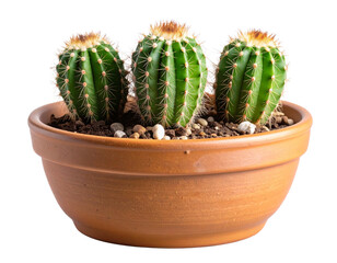  Three Mini Cactuses in a Rustic Clay Pot, isolated on transparent background