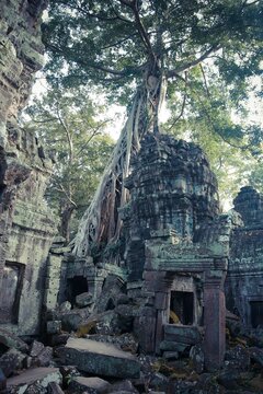 Massive roots of a sacred tree entwine a temple tower, growing through and above the ancient stone ruins.