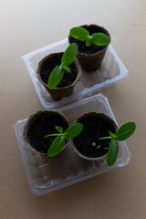 young seedlings grow in a peat pot before being planted in a garden plot. tomato and cucumber...