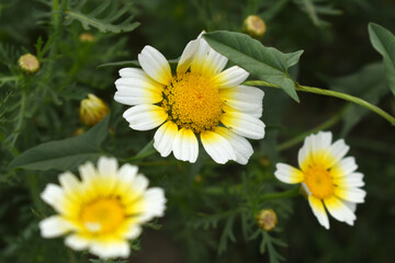 White Yellow Crown Daisy, Close-up of a white and yellow crown daisy flower, blooming in nature, Close-up shot of beautiful White yellow Crown Daisy flower (Chrysanthemum coronarium), Crown Daisy,