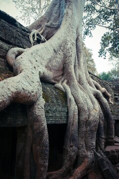 Massive tree roots envelop an ancient stone temple, merging nature and history in a striking visual of timelessness.