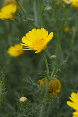 Bright Yellow Crown Daisy, Close-up of a Bright yellow crown daisy flower, blooming in nature, Close-up shot of beautiful yellow Crown Daisy flower (Chrysanthemum coronarium), Crown Daisy,